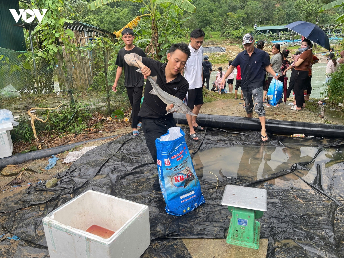 Quảng Ninh hỗ trợ người dân “giải cứu” hàng tấn cá tầm thiệt hại do mưa lũ
